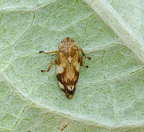 Philaenus spumarius